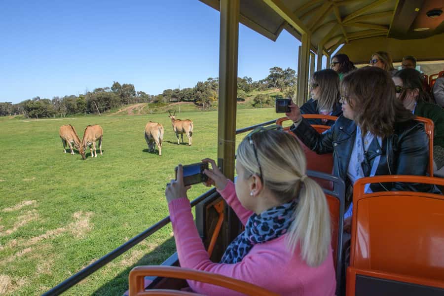 From Melbourne: Werribee Open Range Zoo & Werribee Mansion - Werribee Mansion: Australia’s pastoral past