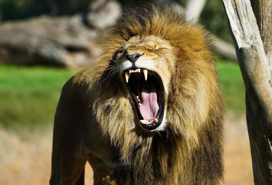 From Melbourne: Werribee Open Range Zoo & Werribee Mansion - What makes the guiding worth having