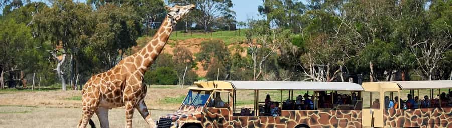 From Melbourne: Werribee Open Range Zoo & Werribee Mansion - Is $102 a good value?