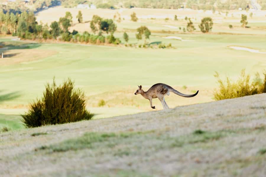 From Melbourne: Yarra Valley Chandon Cheese & Kangaroos Tour - Key Points Before You Book