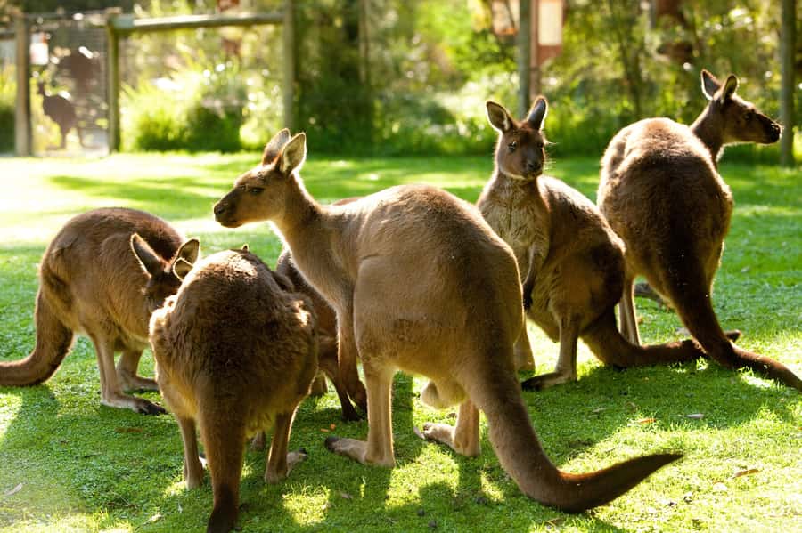 From Melbourne: Yarra Valley Wildlife & Wine Day Tour - Key points at a glance