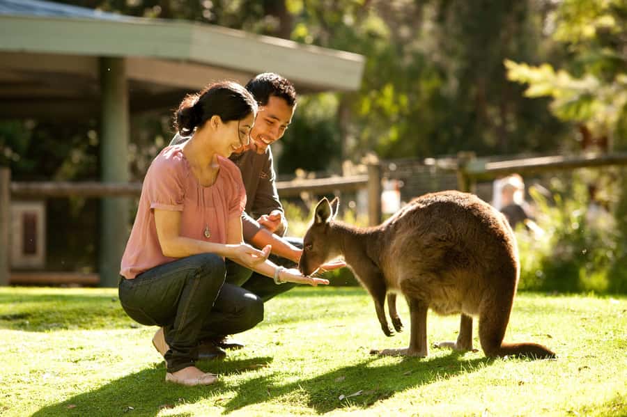 From Melbourne: Yarra Valley Wildlife & Wine Day Tour - Healesville Sanctuary and Australia’s native animals