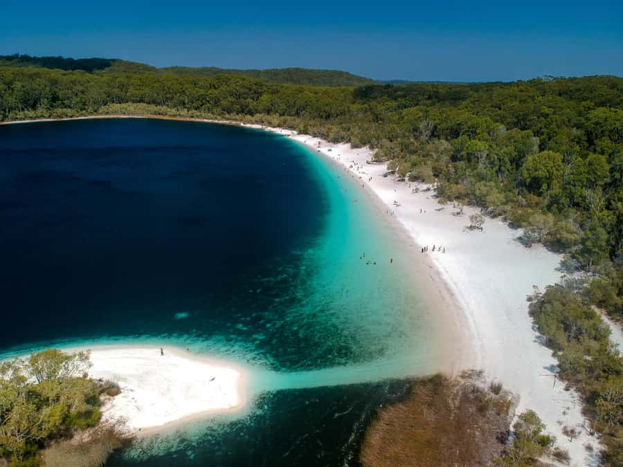 From Noosa: K'gari (Fraser Island) Small-Group Tour - Wanggoolba Creek and the Central Station rainforest