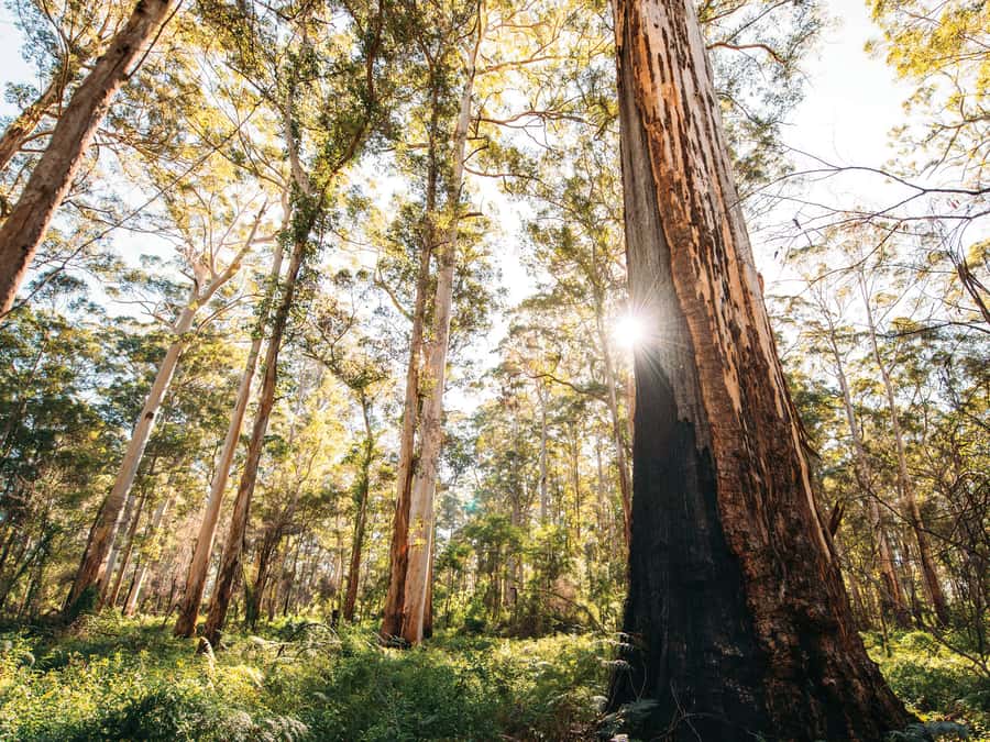 From Perth: 3-Day Margaret River Escape - Day three: coffee, boutique vineyards, and Olio Bello