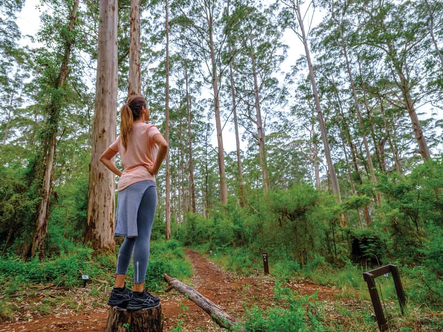 From Perth: Margaret River to Esperance 6-Day Tour - Day 5: Albany, Greens Pool, Elephant Rocks, and karri forest