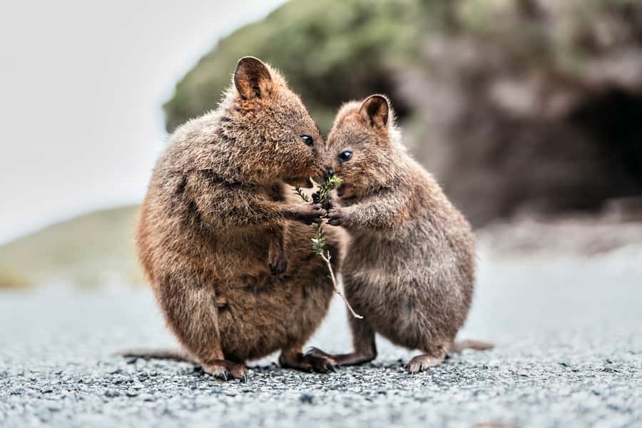 From Perth or Fremantle: Rottnest Island Ferry and Bus Tour - Key points to know before booking