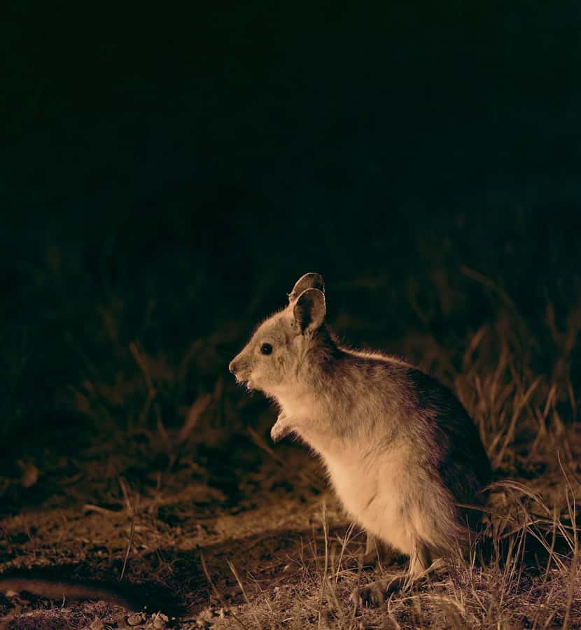 From Perth: Perth Wildlife Tour Under the Stars with Dinner - Key points at a glance