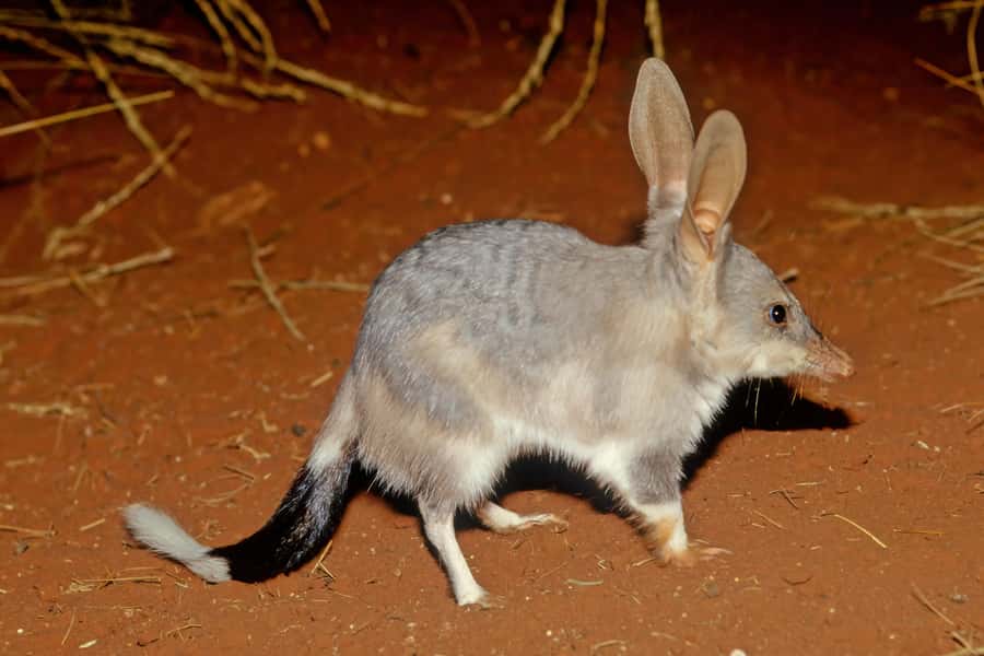 From Perth: Perth Wildlife Tour Under the Stars with Dinner - A BBQ dinner beneath the trees