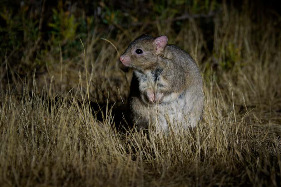 From Perth: Perth Wildlife Tour Under the Stars with Dinner - Sunset forest roads and kangaroos