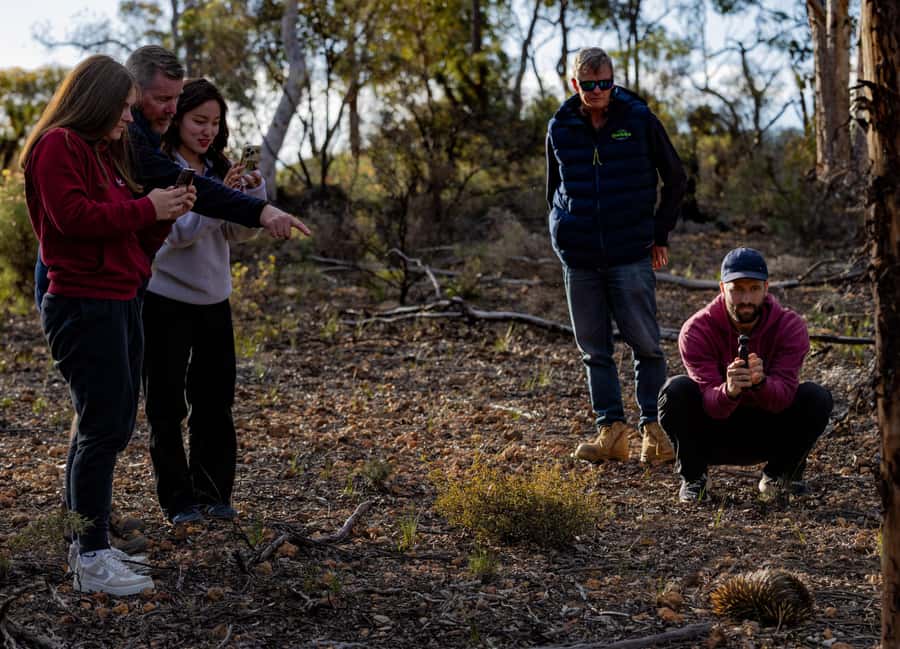 From Perth: Perth Wildlife Tour Under the Stars with Dinner - Is the Perth Wildlife Tour Under the Stars worth booking?