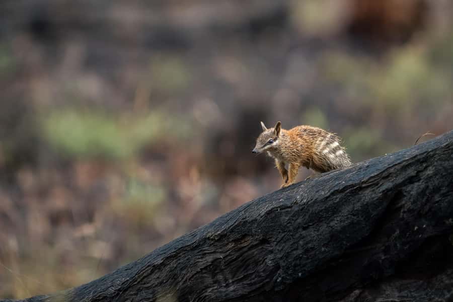 From Perth: Perth Wildlife Tour Under the Stars with Dinner - Walking through Dryandra Woodland