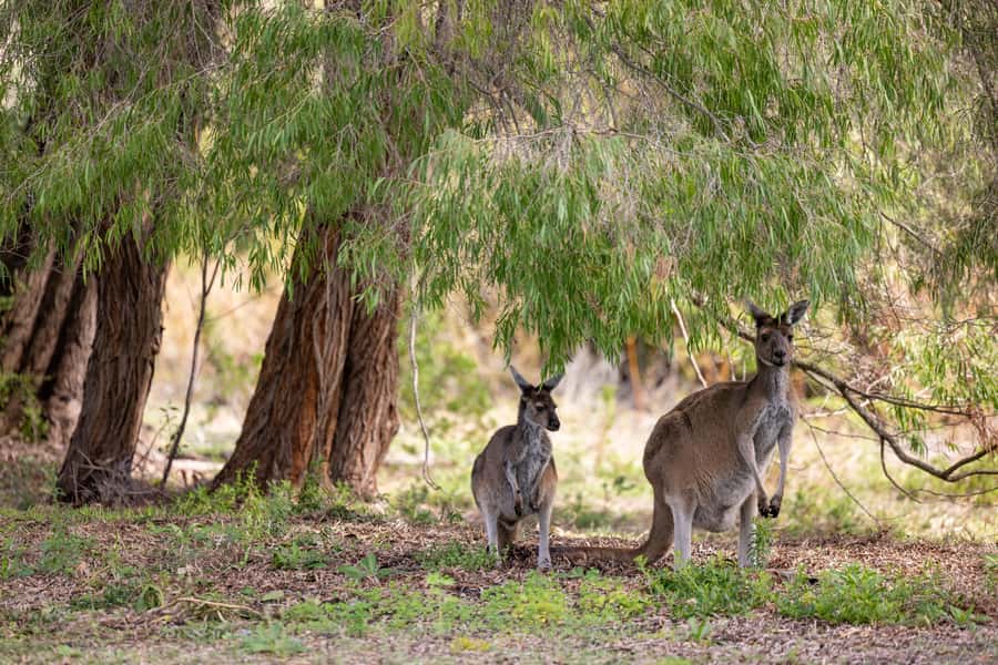 From Perth: Pinnacles Lobster Shack and Yanchep Day Trip - What the $130 price includes