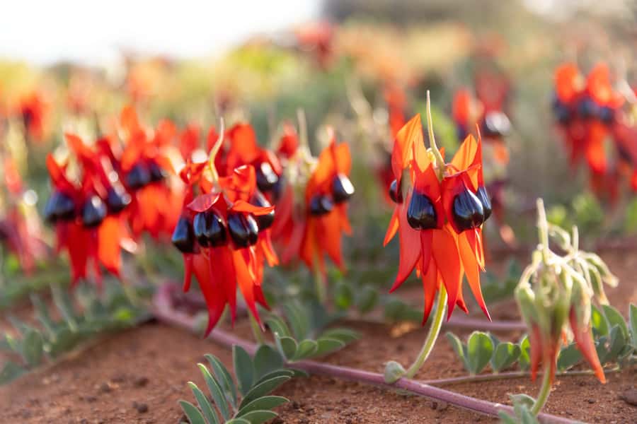 From Perth: Pinnacles Sunset and Stargazing Tour with Dinner - Why this makes a good Perth day trip