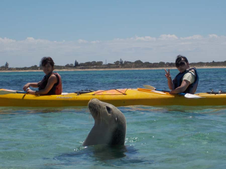From Perth: Rockingham Seal & Penguin Islands Sea Kayak Tour - Why Shoalwater Bay makes a good day trip from Perth