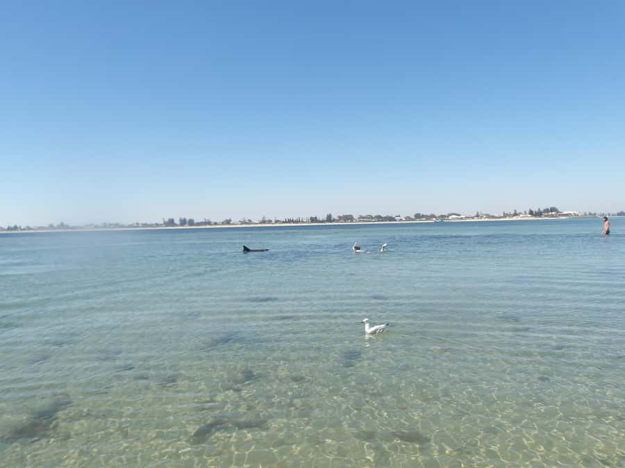 From Perth: Rockingham Seal & Penguin Islands Sea Kayak Tour - The first paddle to Seal Island