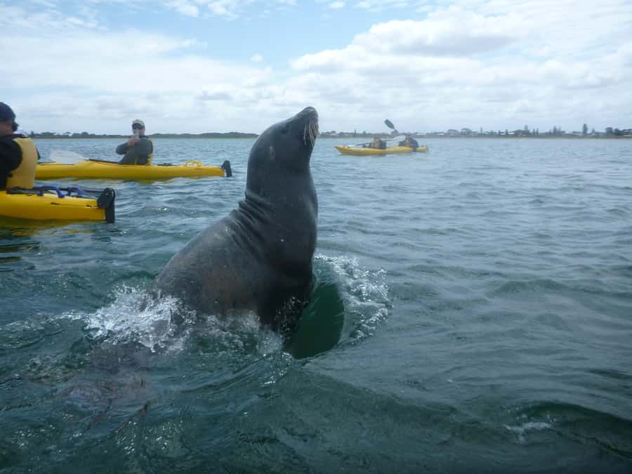 From Perth: Rockingham Seal & Penguin Islands Sea Kayak Tour - The longer crossing to Penguin Island