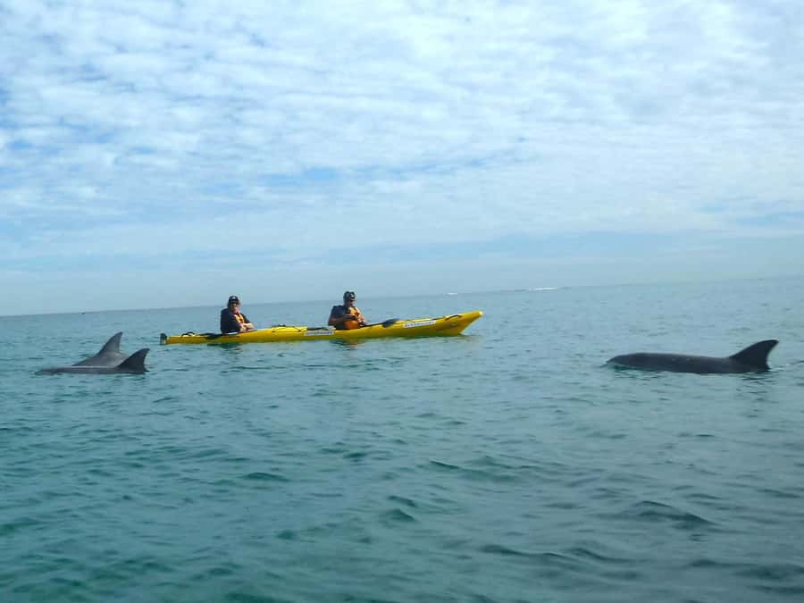 From Perth: Rockingham Seal & Penguin Islands Sea Kayak Tour - A guided island walk and picnic lunch