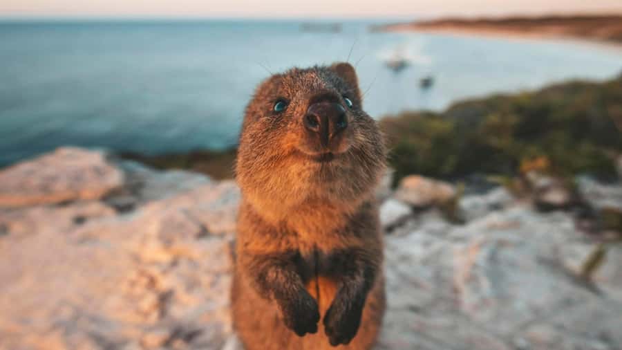 From Perth: Rottnest Island Ferry & Bus Day Tour - The timetable and practical limits
