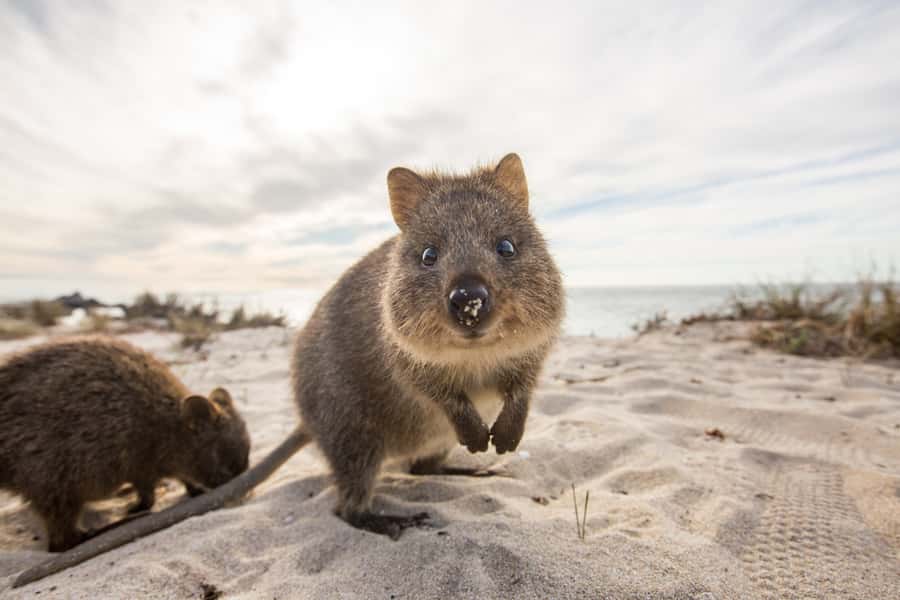 From Perth: Rottnest Island Grand Island Day Tour with Lunch - The Captain Hussey train to Oliver Hill