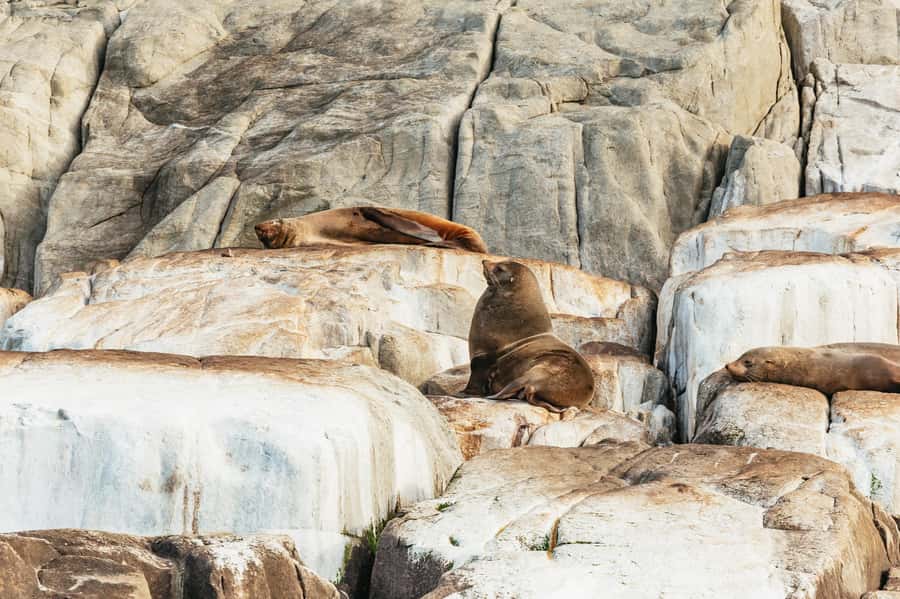 From Port Arthur: Tasman Island Wilderness Cruise - The boat ride: scenic cruise or ocean roller coaster?