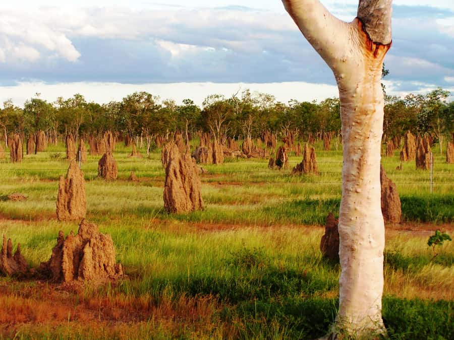 From Port Douglas: Atherton Tablelands Adventure - Gallo Dairyland adds cheese and chocolate
