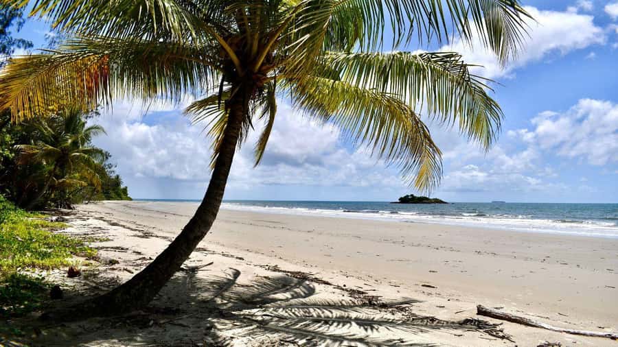 From Port Douglas: Daintree Rainforest & Mossman Gorge Tour - Lunch near Cape Tribulation