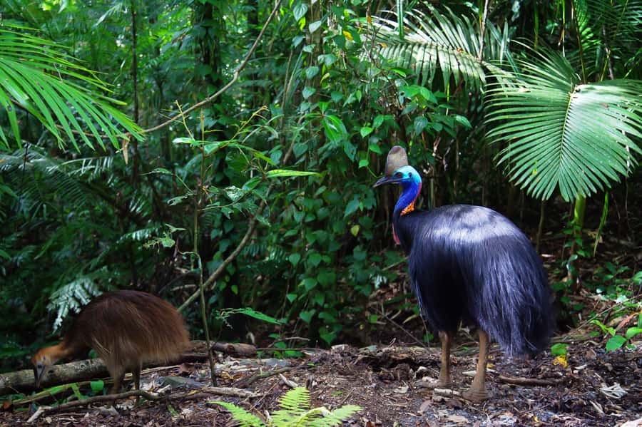 From Port Douglas: Daintree Rainforest & Mossman Gorge Tour - The ferry crossing and return to Port Douglas