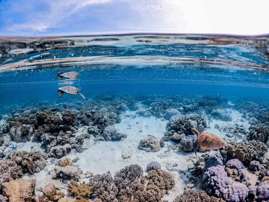 From Port Douglas: Outer Reef Cruise by Luxury Catamaran - Who will get the most from this reef cruise?