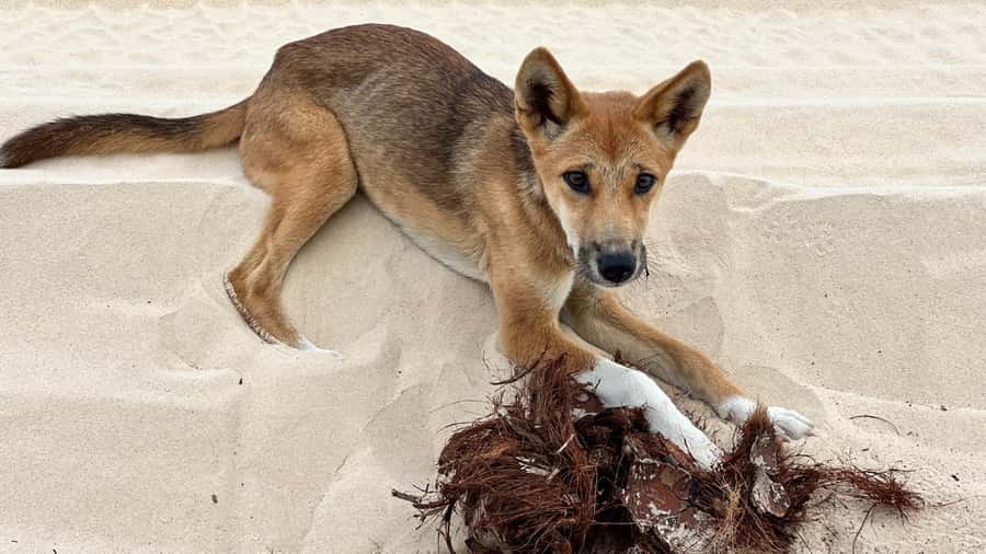 From Rainbow Beach: K'gari (Fraser Island) Full-Day Tour - Guides who shape the day