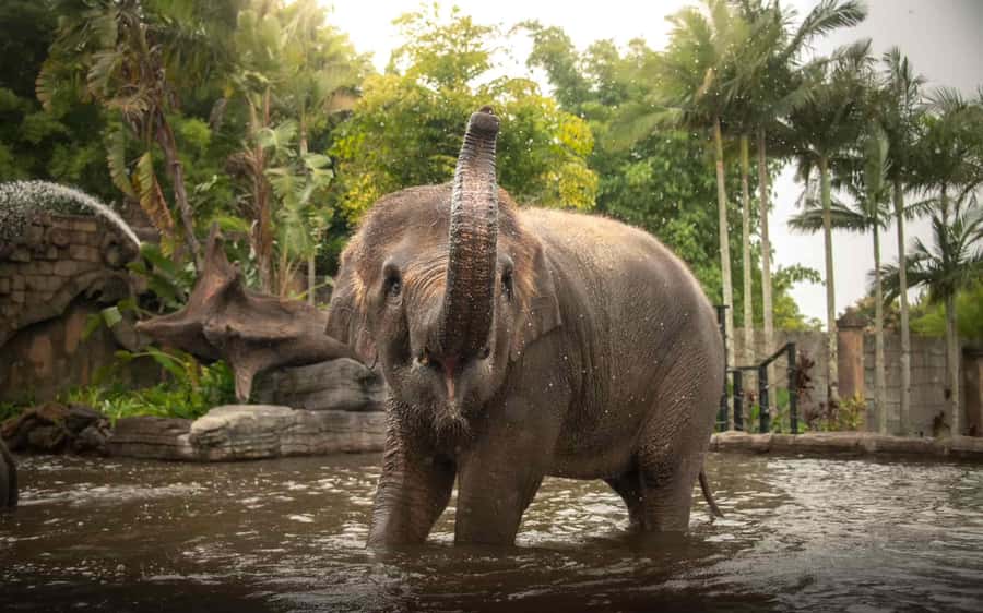 From Sunshine Coast: Australia Zoo Entry Ticket and Transfer - Why the Sunshine Coast transfer is useful