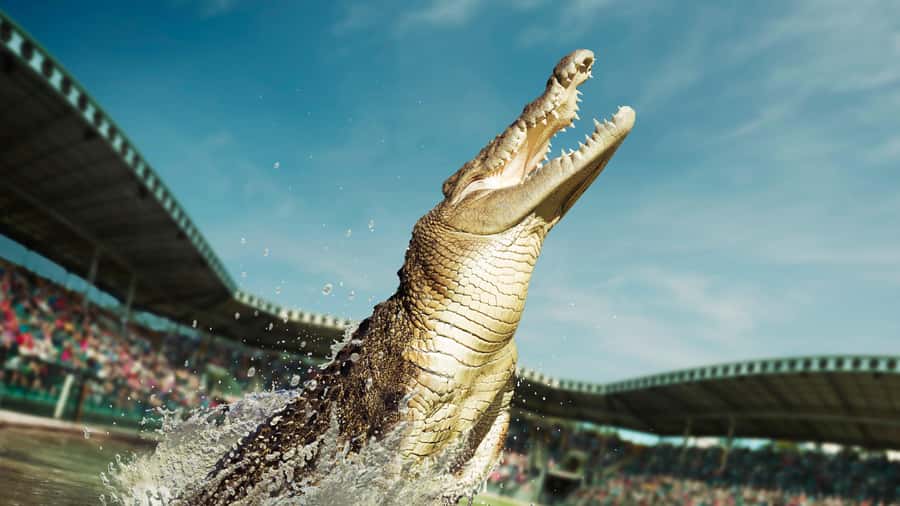 From Sunshine Coast: Australia Zoo Entry Ticket and Transfer - The Wildlife Hospital stop comes first
