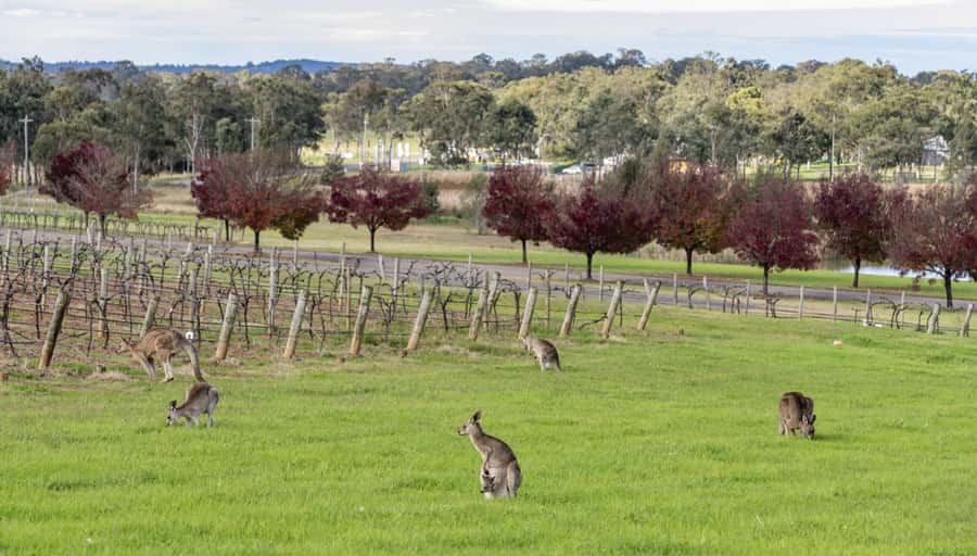 From Sydney: All Inclusive Boutique Hunter Valley Wine Tour - The first cellar door: start with an open palate