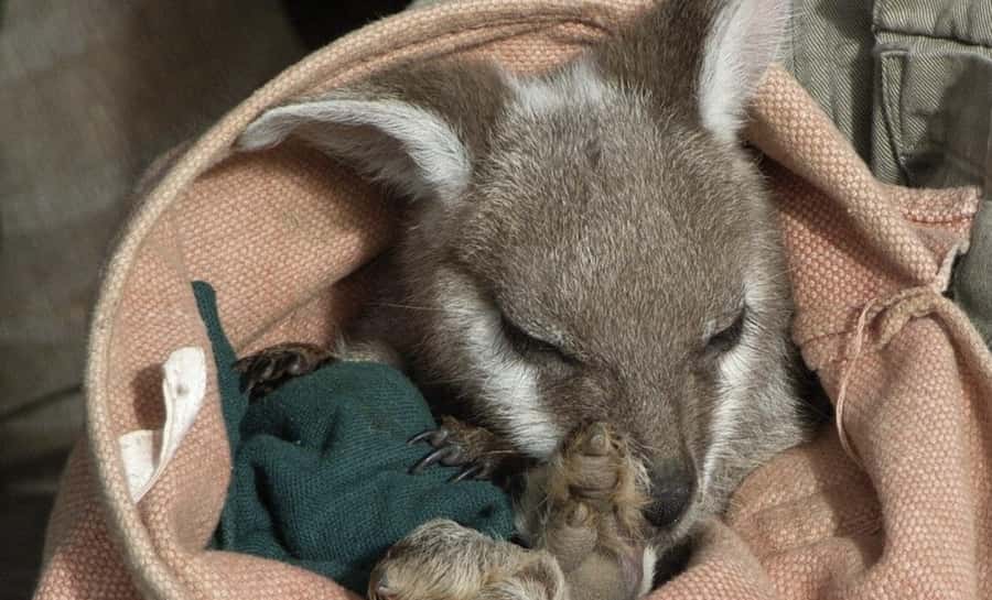 From Sydney: Blue Mountains Bushwalks & Featherdale Tour - Wentworth Falls brings the bushwalk