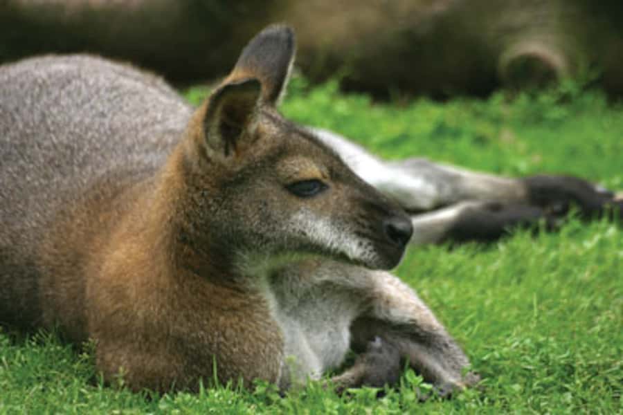 From Sydney: Blue Mountains Bushwalks & Featherdale Tour - Lunch in Katoomba or Leura