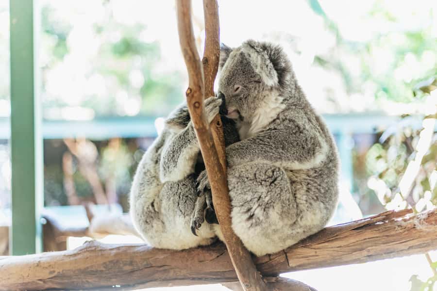 From Sydney: Blue Mountains Full-Day Trip - Featherdale Wildlife Park: the most hands-on stop