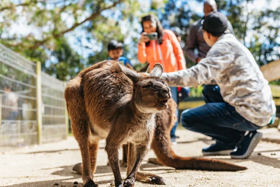 From Sydney: Blue Mountains Full-Day Trip - Scenic World: three rides, three different views
