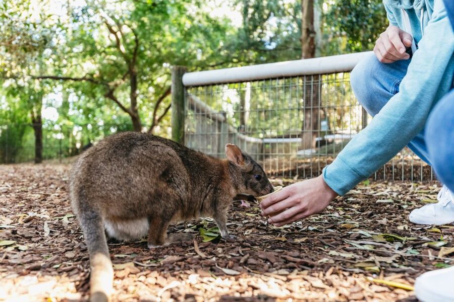 From Sydney: Blue Mountains Full-Day Trip - Is $148 good value?
