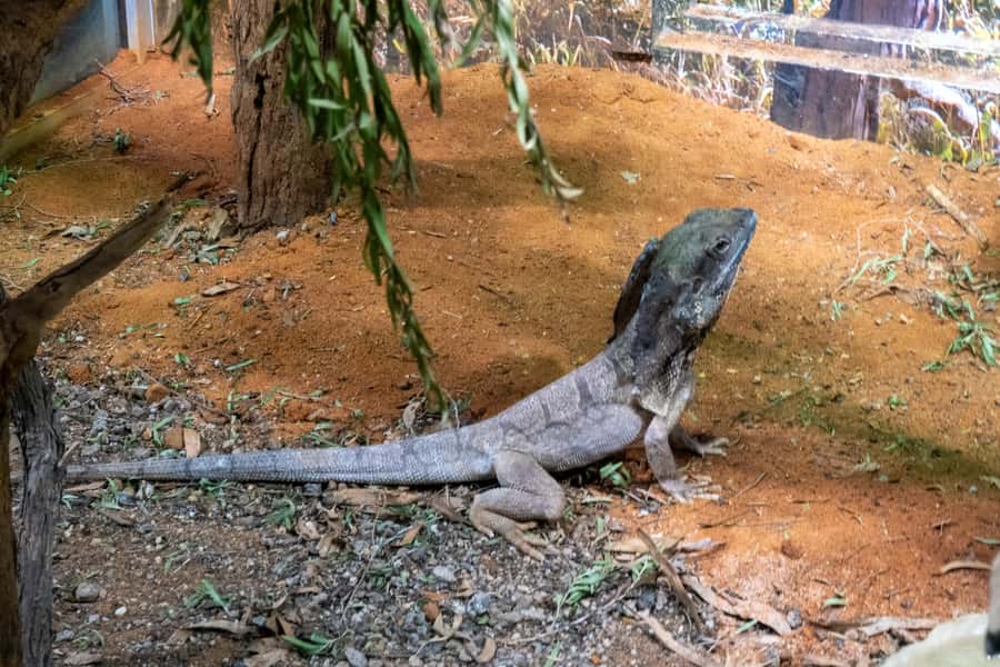From Sydney: Blue Mountains, Scenic Railway, & Sydney Zoo - Who should book this Blue Mountains day trip?