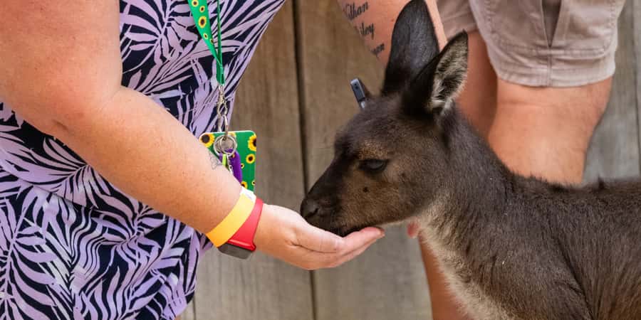 From Sydney: Blue Mountains, Scenic Railway, & Sydney Zoo - Echo Point and the Three Sisters