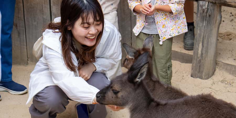 From Sydney: Blue Mountains, Scenic Railway, & Sydney Zoo - Ending at Homebush Bay Ferry Wharf