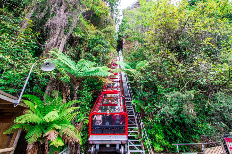 From Sydney: Blue Mountains, Scenic World, Zoo, & Ferry Ride - Why this day trip works