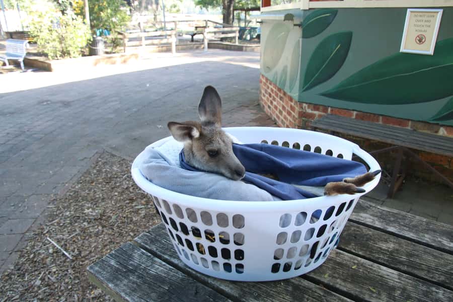 From Sydney: Blue Mountains Small-Group Tour Picnic & Hike - Eaglehawk Lookout and the Three Sisters