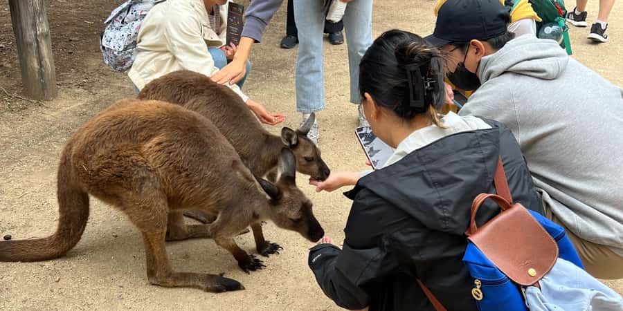 From Sydney: Blue Mountains, Sydney Zoo & Walking Tour - Key points to know before booking