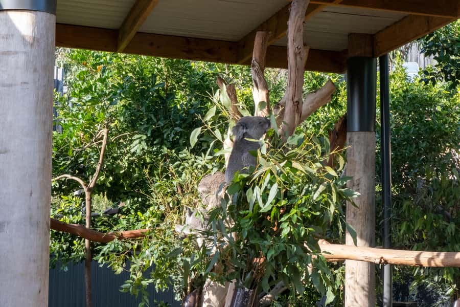 From Sydney: Blue Mountains, Sydney Zoo & Walking Tour - The guide can make or break a long day