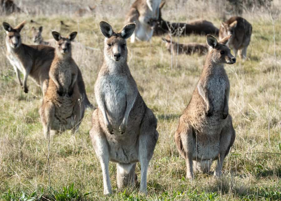 From Sydney: Full-Day Tour to Canberra - Why this Canberra trip works from Sydney