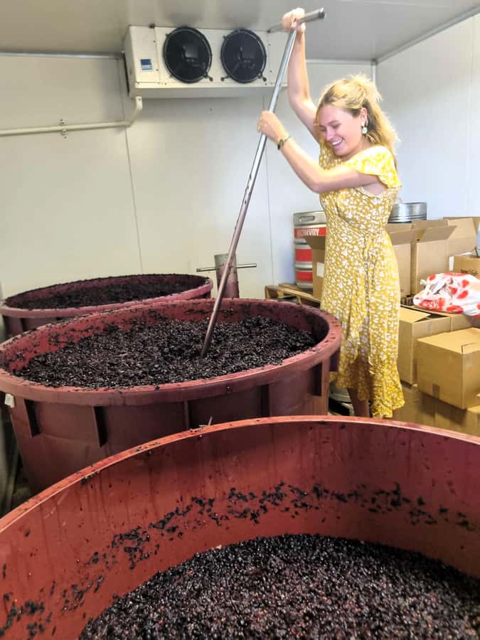 From Sydney: Hunter Valley Wine, Gin & Food Tastings Tour - First winery: a gentle start to the tastings