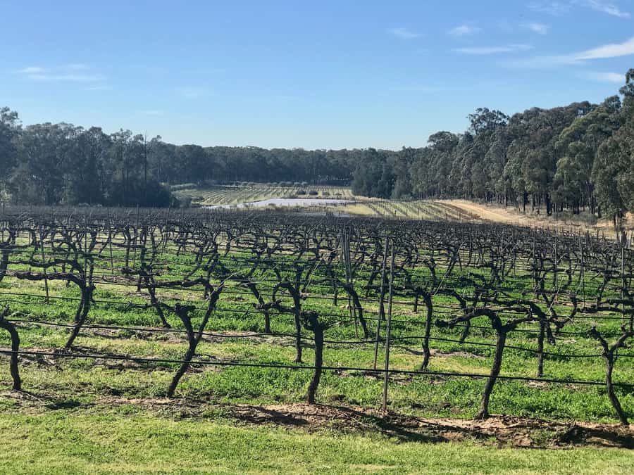 From Sydney: Hunter Valley Wine Tasting & Winery Picnic Tour - The two rotating wineries keep the day flexible
