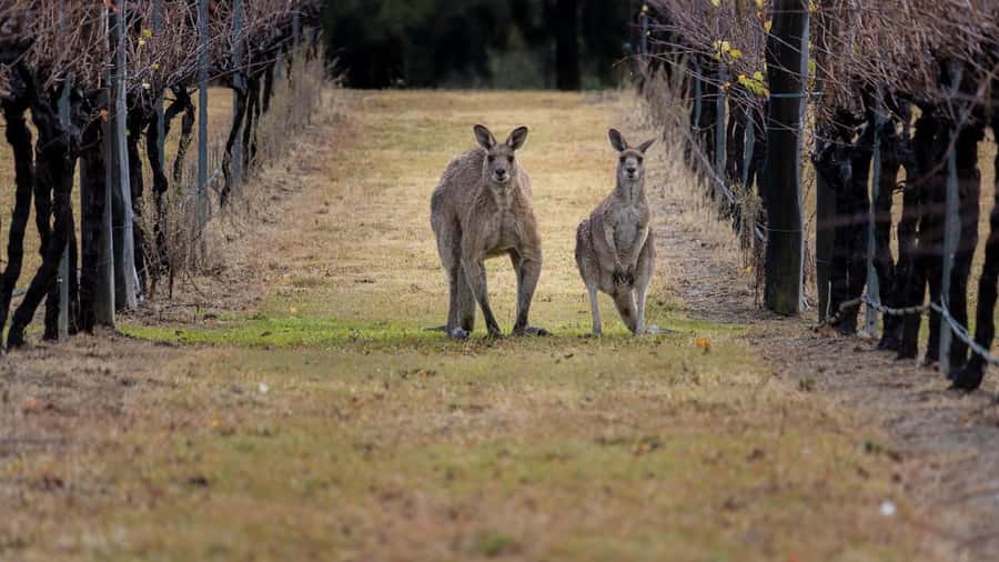 From Sydney: Hunter Valley Wine Tasting & Winery Picnic Tour - Sobels Winery puts production before the tasting