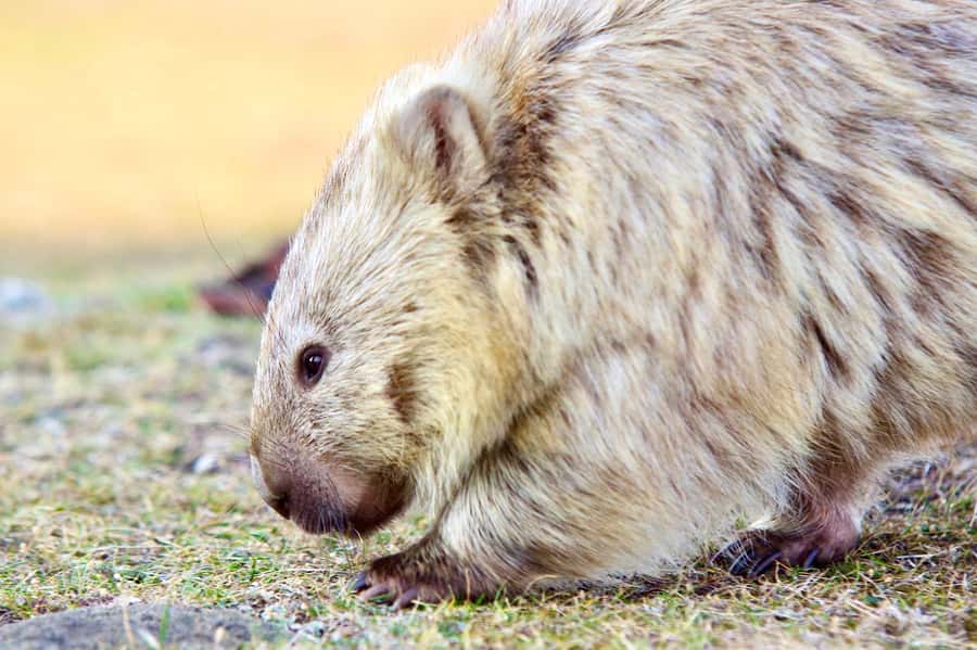 From Triabunna: Maria Island Cruise & Guided Walk with Lunch - Practical details before booking