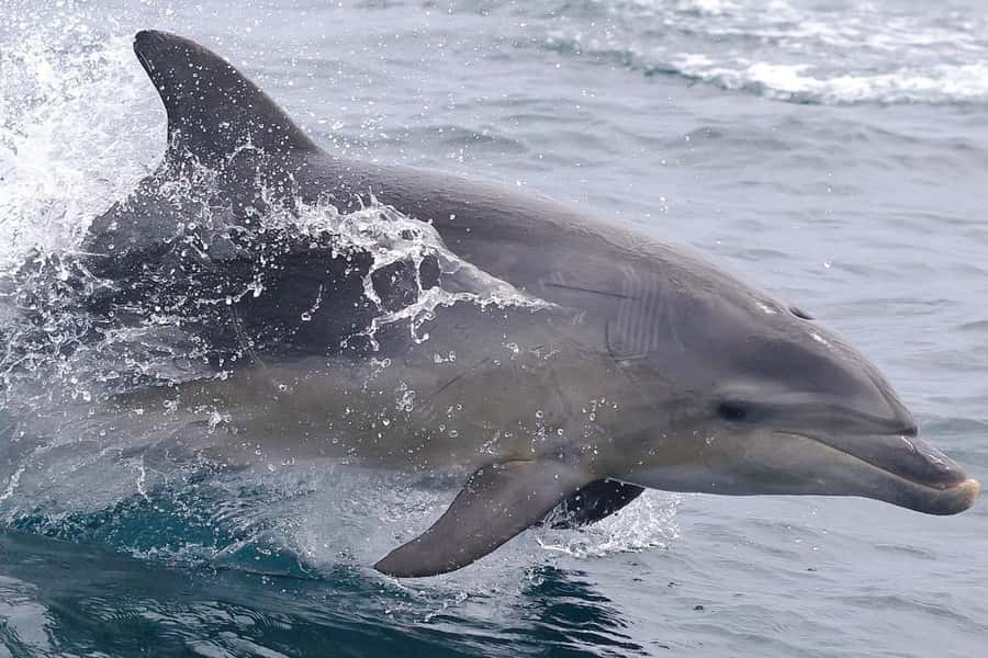 From Triabunna: Maria Island Cruise & Guided Walk with Lunch - Lunch in a quiet bay near the isthmus